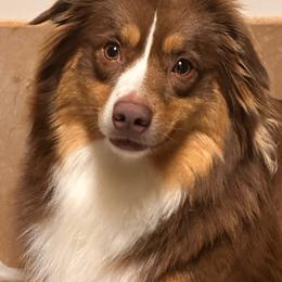 Roxy - Miniature Australian Shepherd
