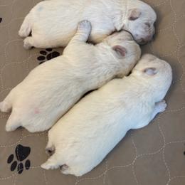 Boomer - White male West Highland White Terrier puppy in Roper, North Carolina from SoundHaven Westies