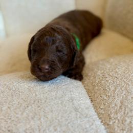 Bob Ross - Chocolate male Goldendoodle puppy in Twin Falls, Idaho from Burrow & Bone