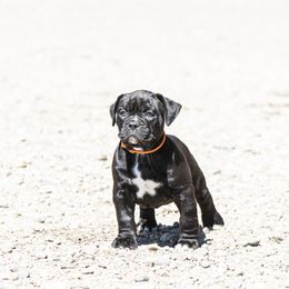 Olde English Bulldogge Puppies from ABK Bulldogges