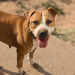 Tifa - American Pit Bull Terrier