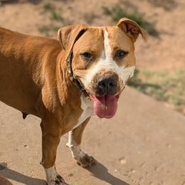 Tifa - American Pit Bull Terrier