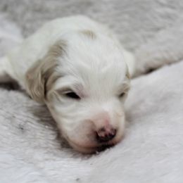 Bernedoodle and Goldendoodle Puppies from Paramount Family Doodles