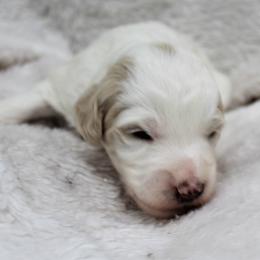 Bernedoodle and Goldendoodle Puppies from Paramount Family Doodles