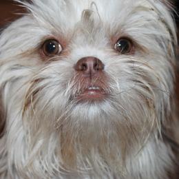 Raya - Shih Tzu