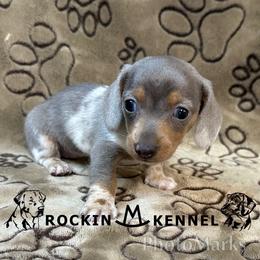 Blue Dapple - Dapple female Dachshund puppy in George West, Texas from Rockin M Kennel