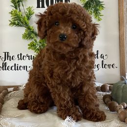 Wrenli - Red  female Poodle puppy in Lagrange, Indiana from Heavn Sent Acres