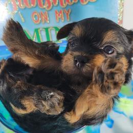 Green collar boy - Black and tan male Yorkshire Terrier puppy in Jacksonville, Florida from Yorkieology