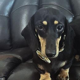 Swizzle - Dachshund