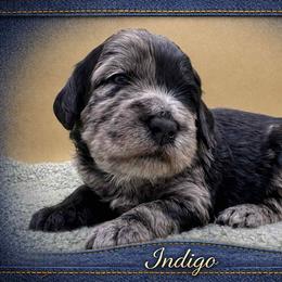 Indigo - Merle male Goldendoodle puppy in Hendersonville, North Carolina from Kim's Cove Dog Co.