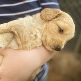 Australian Labradoodle Puppies from Salona- Australian Labradoodles of North America