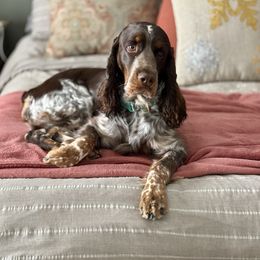 Lili - English Springer Spaniel