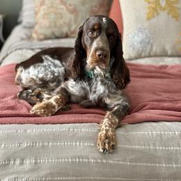 Lili - English Springer Spaniel
