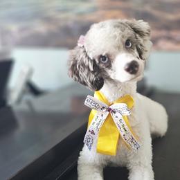 Bernedoodles, Goldendoodles, and Poodles from Beach Doodles