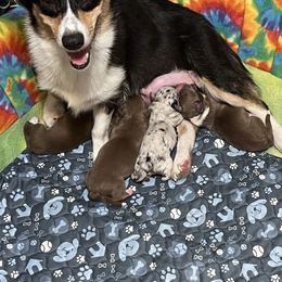 American Corgi puppies from Coopers Korner
