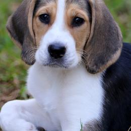 American Foxhound and American Staffordshire Terrier Puppies from Whitlow Kennel
