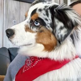Australian Shepherds from Brody Aussies