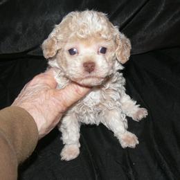 Poodle Puppies from Debra White