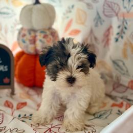 Patch- Price 2700 - Parti male Miniature Schnauzer puppy in Trinity, Texas from CBR Mini Dachshunds