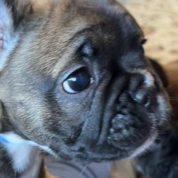 French Bulldog Puppies from Fishie's Frenchies