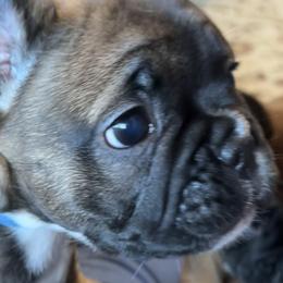 French Bulldog Puppies from Fishie's Frenchies