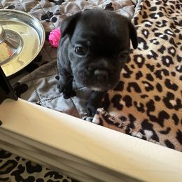 French Bulldog Puppies from KT’s Fabulous Frenchies