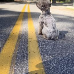 Old English Sheepdog, Poodle, Sheepadoodle, and Yorkipoo All Grown Up from Love Tallulah Sheepadoodles LLC