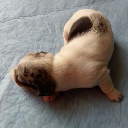 Boy 2 - Piebald male Dachshund puppy in Cedar Rapids, Iowa from Paulassillydogs