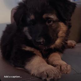 River - Black and red female German Shepherd puppy in Charlottesville, Virginia from AB_Elite_GSD