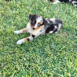 Alani - Blue merle female Miniature Australian Shepherd puppy in Lincoln, California from Country Dreams Mini Aussies