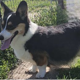 Princess Lola - Black and tan female American Corgi puppy in Omaha, Arkansas from DnD Corgis