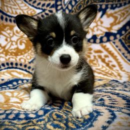 Rain - Black and tan female Pembroke Welsh Corgi puppy in New Port Richey, Florida from Spots and Sploots