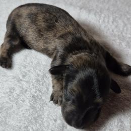 Husk AKC mini longhaired dachshund - Brindle male Dachshund puppy in Las Cruces, New Mexico from The Dachshund Den