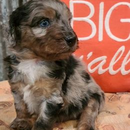 Aussiedoodles and Australian Shepherds from CheckMark Aussies
