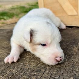 Snow - White and seal female Border Collie puppy in Rickman, Tennessee from Roaring River Border Collies