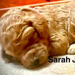Sarah Jessica Barker - Red  female Poodle puppy in Stanley, Wisconsin from McJare's Puppy Palace