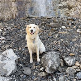 Bella - Golden Retriever