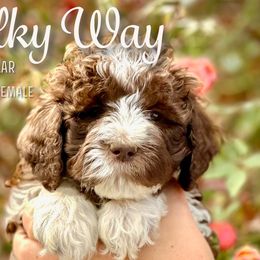 Milky Way - Brown and white Aussiedoodle puppy in Marion, North Carolina from Puddles' Puppies