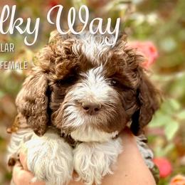 Milky Way - Brown and white Aussiedoodle puppy in Marion, North Carolina from Puddles' Puppies