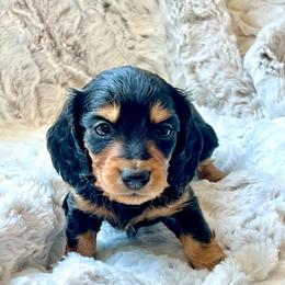 Hagrid - Black and tan male Dachshund puppy in Casper, Wyoming from Daisy's Doxies