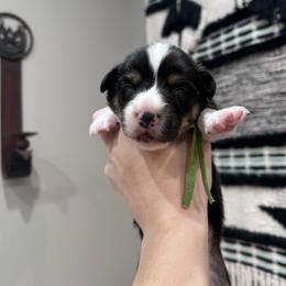Green collar - Black and tan male American Corgi puppy in Flat Rock, Alabama from Fluffy Butt Acres