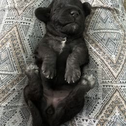 Bedlington Terrier Puppies from Svetlana Naret