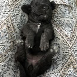 Bedlington Terrier Puppies from Svetlana Naret