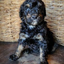 Dally - Black phantom female Aussiedoodle puppy in Crete, Nebraska from Doodles & Co