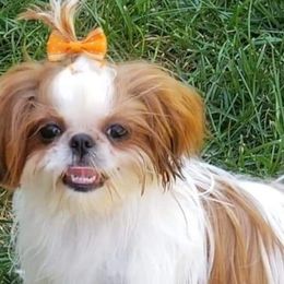 Mal-Shis, Maltese, and Shih Tzus from Michigan Maltese Puppies