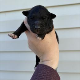 Turquoise Puppy - Black & white female Australian Shepherd puppy in Martville, New York from Jasmin Bartlett
