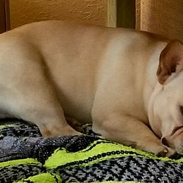 French Bulldogs from Oil Patch Frenchies