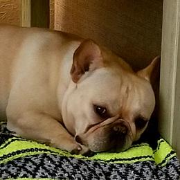 French Bulldogs from Oil Patch Frenchies