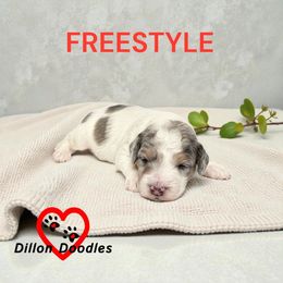 Freestyle - Parti female Goldendoodle puppy in Vacaville, California from Dillon Doodles