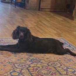 Boykin Spaniel, English Springer Spaniel, and Rat Terrier Puppies from 31 Pines Kennels